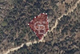 Aydın Karpuzlu 'da Satılık Kadastro Yola Cephe 1.546m² Zeytinlik - 8 - 358057
