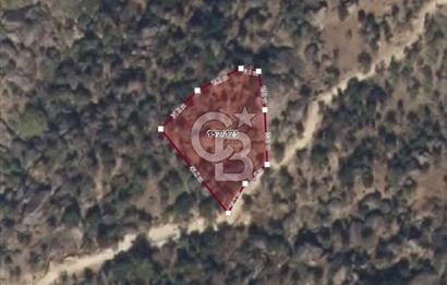 Aydın Karpuzlu 'da Satılık Kadastro Yola Cephe 1.546m² Zeytinlik