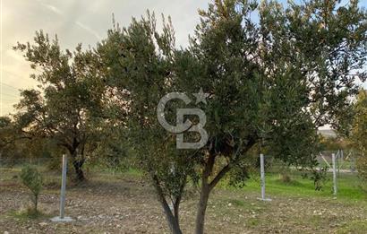 Menemen Türkelli'de Yatırımlık ve Hobi Amaçlı 265 m² Tarla