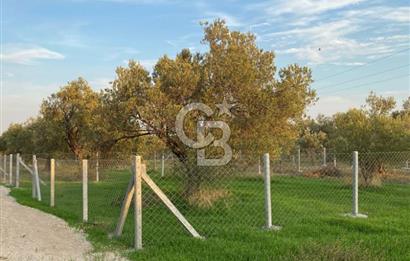 Menemen Türkelli'de Yatırımlık ve Hobi Amaçlı 265 m² Tarla