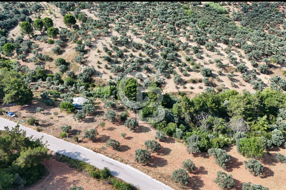 İZMİR TORBALI DAĞKIZILCA'DA SATILIK 5.650 m² TARLA VE ZEYİNLİK 