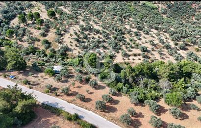 İZMİR TORBALI DAĞKIZILCA'DA SATILIK 5.650 m² TARLA VE ZEYİNLİK 