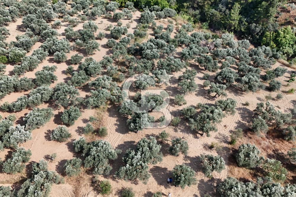 İZMİR TORBALI DAĞKIZILCA'DA SATILIK 5.650 m² TARLA VE ZEYİNLİK 