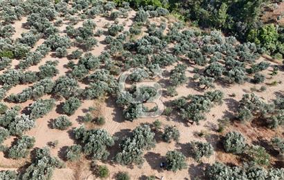 İZMİR TORBALI DAĞKIZILCA'DA SATILIK 5.650 m² TARLA VE ZEYİNLİK 