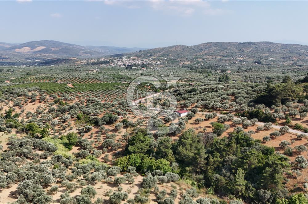 İZMİR TORBALI DAĞKIZILCA'DA SATILIK 5.650 m² TARLA VE ZEYİNLİK 