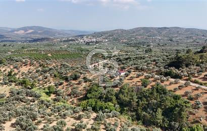 İZMİR TORBALI DAĞKIZILCA'DA SATILIK 5.650 m² TARLA VE ZEYİNLİK 