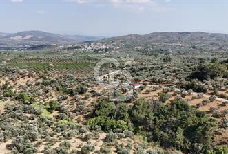 İZMİR TORBALI DAĞKIZILCA'DA SATILIK 5.650 m² TARLA VE ZEYİNLİK  - 1 - 358408