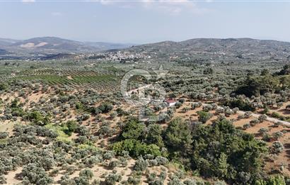 İZMİR TORBALI DAĞKIZILCA'DA SATILIK 5.650 m² TARLA VE ZEYİNLİK 