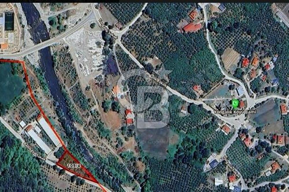 SAKARYA AKYAZIDA 2081 M2 FINDIKLIK