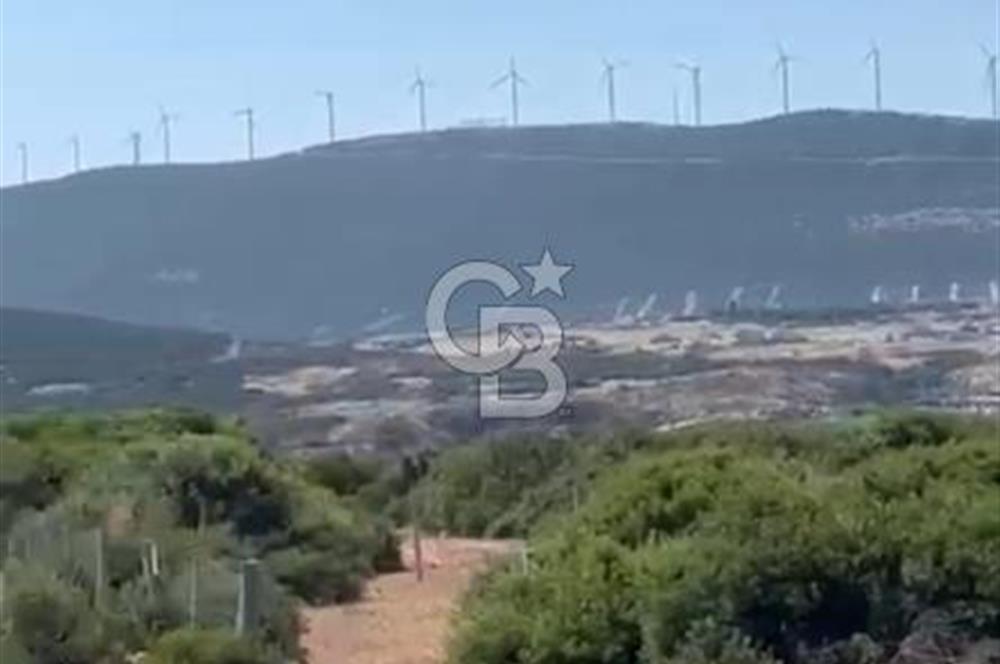 Milas Pınarcıkta Yatırımlık Zeytinlik