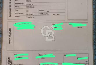 Milas Pınarcıkta Yatırımlık Zeytinlik - 1 - 358563