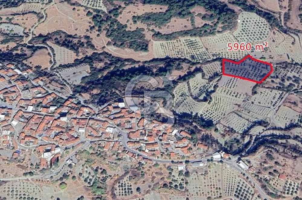 MANİSA / SARUHANLI SATILIK 5.960 m² ZEYTİNLİK