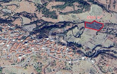 MANİSA / SARUHANLI SATILIK 5.960 m² ZEYTİNLİK