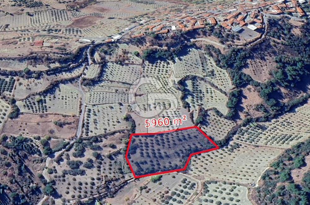 MANİSA / SARUHANLI SATILIK 5.960 m² ZEYTİNLİK