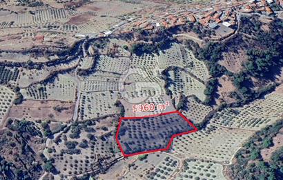 MANİSA / SARUHANLI SATILIK 5.960 m² ZEYTİNLİK