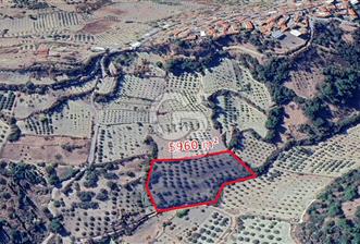 MANİSA / SARUHANLI SATILIK 5.960 m² ZEYTİNLİK - 10 - 358548