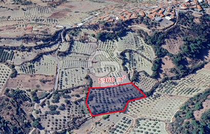MANİSA / SARUHANLI SATILIK 5.960 m² ZEYTİNLİK