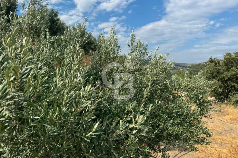 Menemen Süleymanlı'da Köye 500m Mesafede Satılık 222 m² Tarla