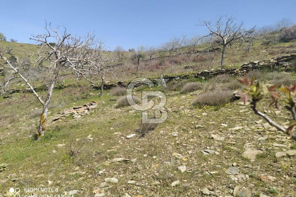 Tire Dağdere'de Su Kaynaklı, Yola Cephe Ceviz Bahçesi"