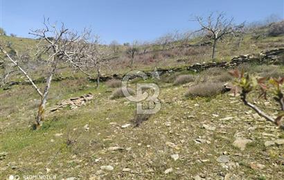 Tire Dağdere'de Su Kaynaklı, Yola Cephe Ceviz Bahçesi"