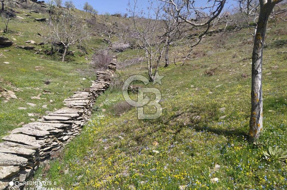 Tire Dağdere'de Su Kaynaklı, Yola Cephe Ceviz Bahçesi"