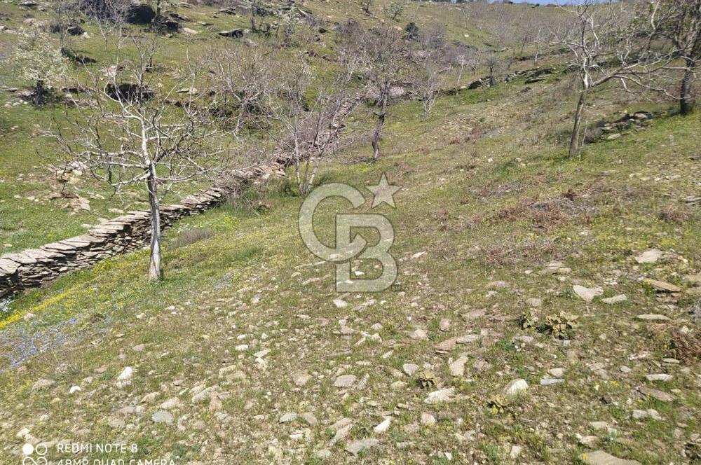 Tire Dağdere'de Su Kaynaklı, Yola Cephe Ceviz Bahçesi"