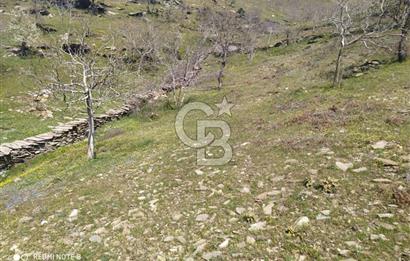 Tire Dağdere'de Su Kaynaklı, Yola Cephe Ceviz Bahçesi"