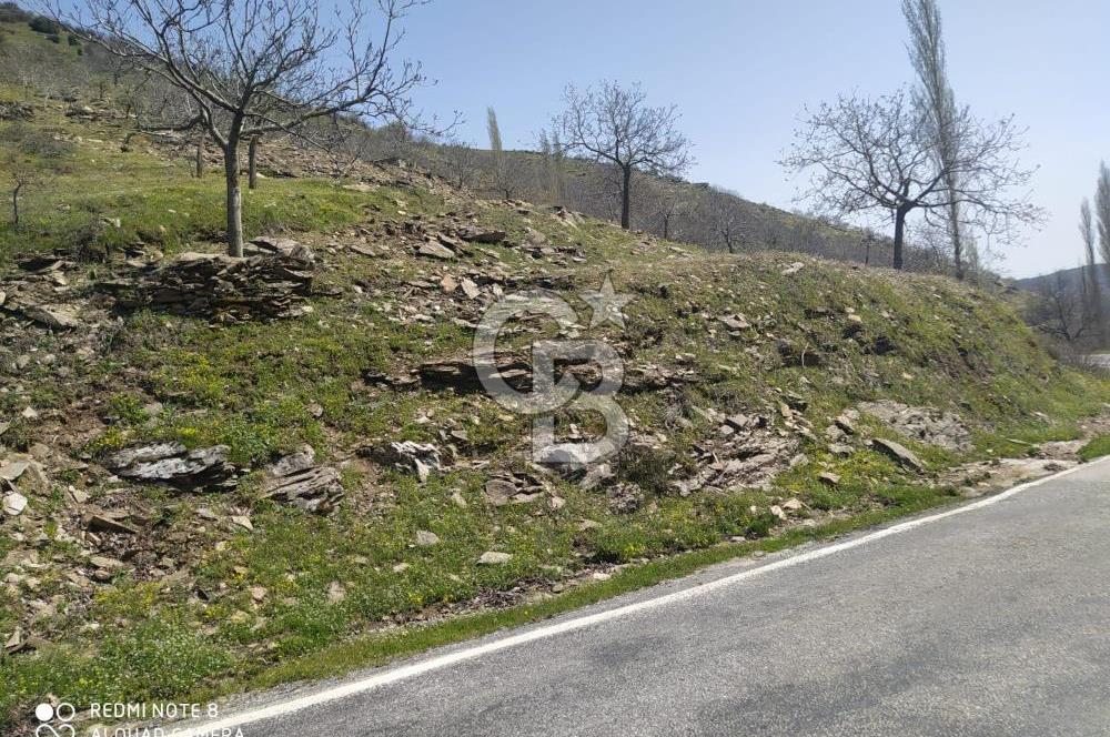 Tire Dağdere'de Su Kaynaklı, Yola Cephe Ceviz Bahçesi"