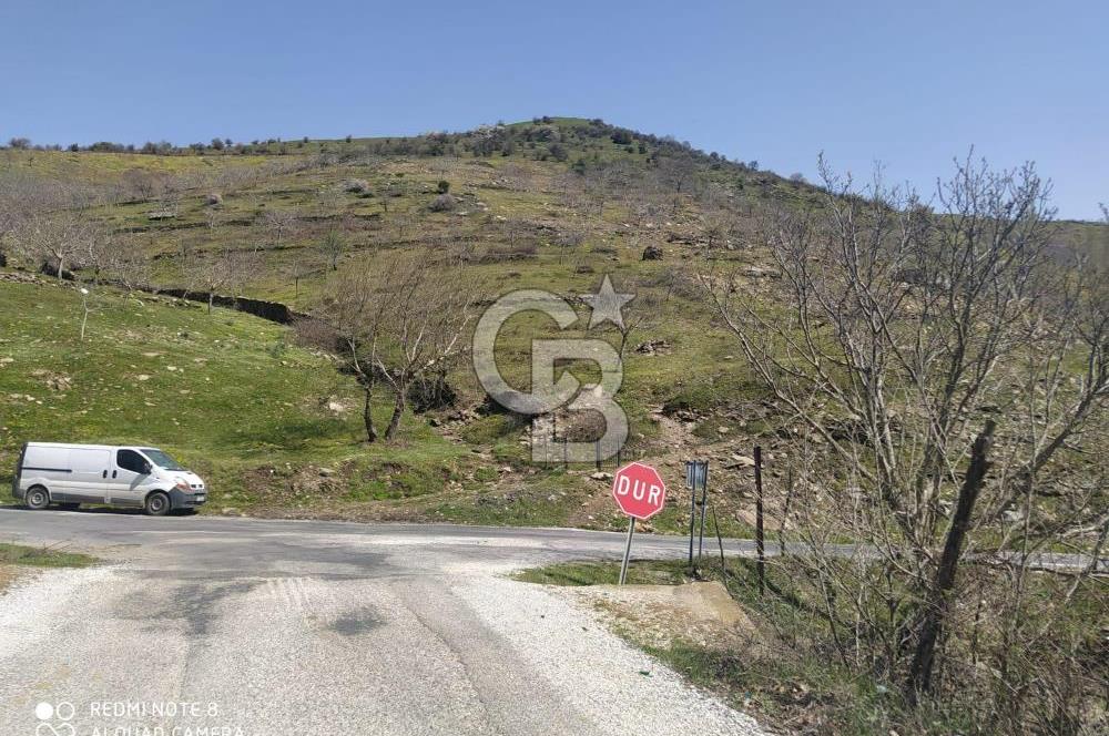 Tire Dağdere'de Su Kaynaklı, Yola Cephe Ceviz Bahçesi"