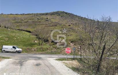 Tire Dağdere'de Su Kaynaklı, Yola Cephe Ceviz Bahçesi"