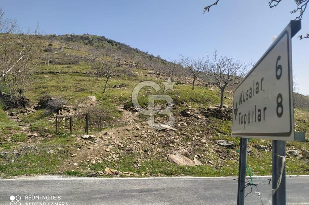 Tire Dağdere'de Su Kaynaklı, Yola Cephe Ceviz Bahçesi"