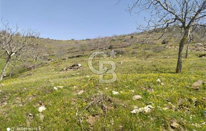 Tire Dağdere'de Su Kaynaklı, Yola Cephe Ceviz Bahçesi"