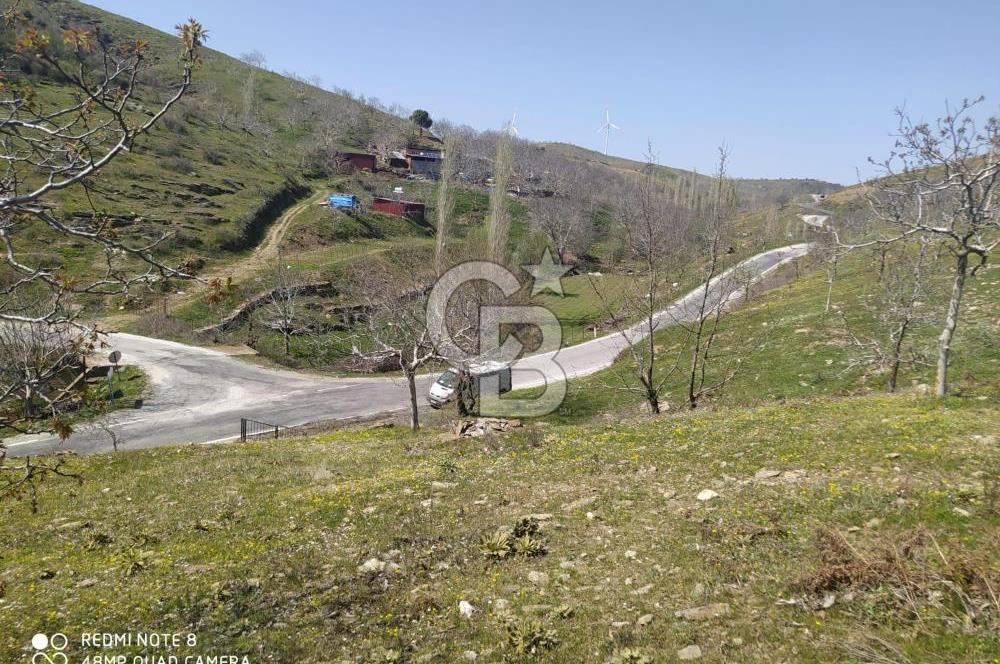 Tire Dağdere'de Su Kaynaklı, Yola Cephe Ceviz Bahçesi"