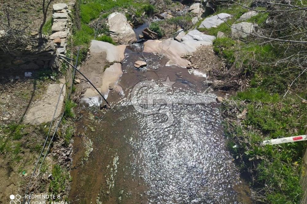 Tire Dağdere'de Su Kaynaklı, Yola Cephe Ceviz Bahçesi"