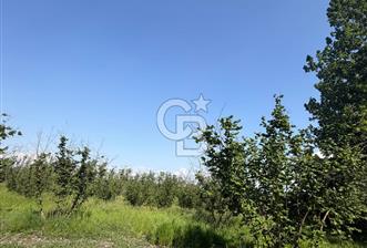 Erenler arsa - 1 - 358959