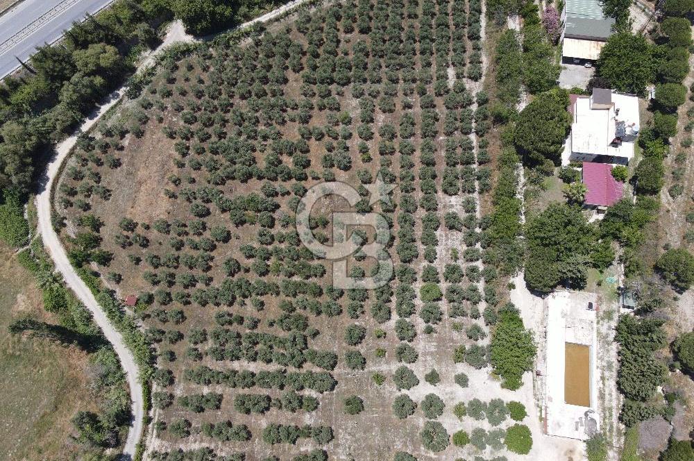 Kuşadası Yaylaköy'de 39 Dönüm Üretime Hazır Tarla
