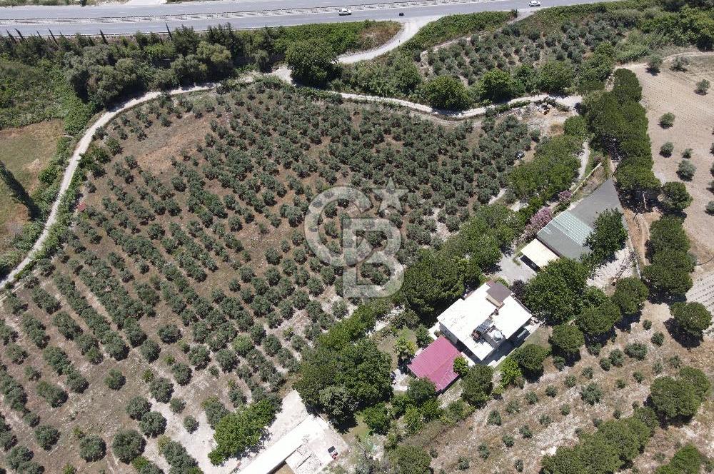Kuşadası Yaylaköy'de 39 Dönüm Üretime Hazır Tarla