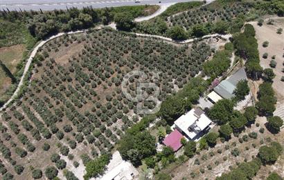 Kuşadası Yaylaköy'de 39 Dönüm Üretime Hazır Tarla