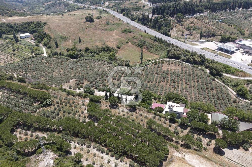 Kuşadası Yaylaköy'de 39 Dönüm Üretime Hazır Tarla