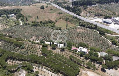 Kuşadası Yaylaköy'de 39 Dönüm Üretime Hazır Tarla