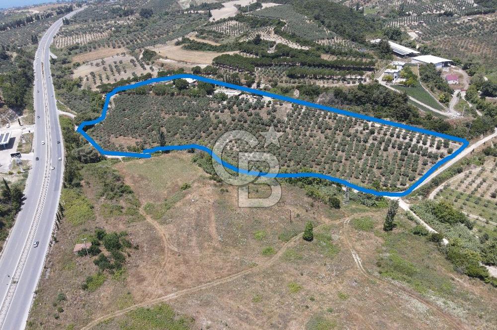 Kuşadası Yaylaköy'de 39 Dönüm Üretime Hazır Tarla