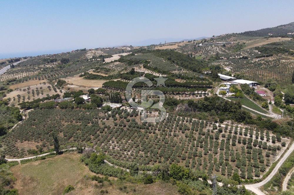Kuşadası Yaylaköy'de 39 Dönüm Üretime Hazır Tarla