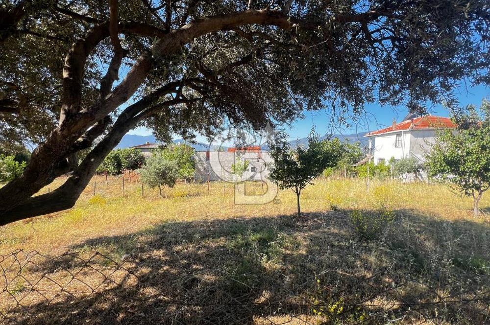 SÜTÇÜLERDE 1083 M2 İÇİNDE 120 M2 MÜSTAKİL YAPILI RIZAİ TAKSİMLİ ZEYTİNLİK 
