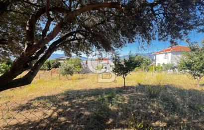 SÜTÇÜLERDE 1083 M2 İÇİNDE 120 M2 MÜSTAKİL YAPILI RIZAİ TAKSİMLİ ZEYTİNLİK 