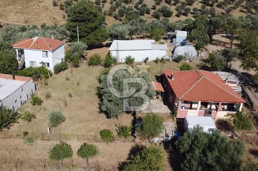 SÜTÇÜLERDE 1083 M2 İÇİNDE 120 M2 MÜSTAKİL YAPILI RIZAİ TAKSİMLİ ZEYTİNLİK 