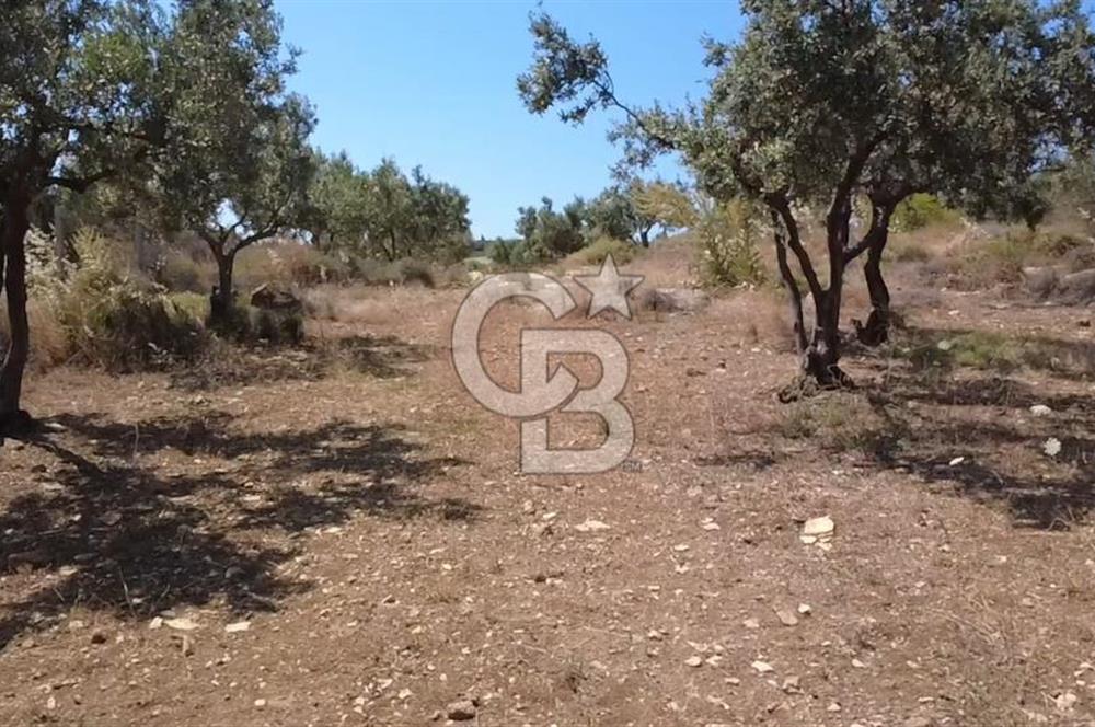 Foça Gerenköy'de Satılık 584 m2 Tarla