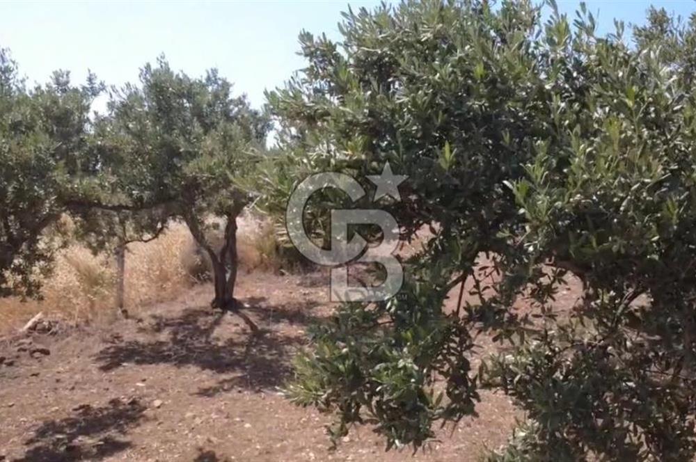 Foça Gerenköy'de Satılık 584 m2 Tarla