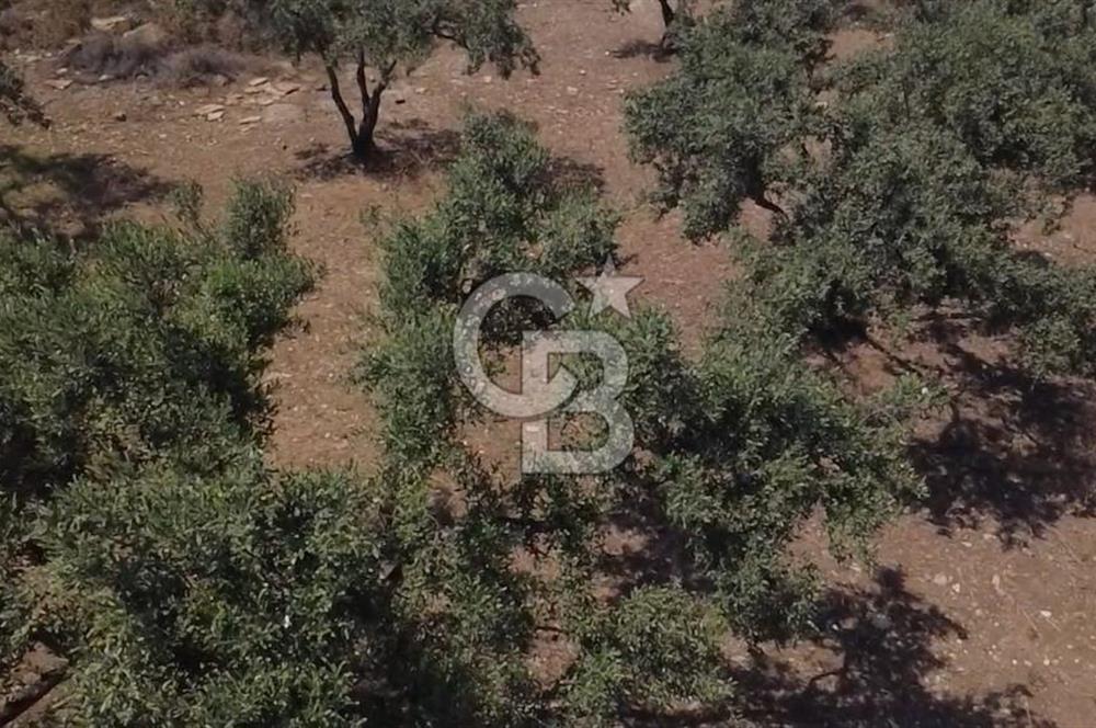 Foça Gerenköy'de Satılık 584 m2 Tarla