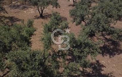 Foça Gerenköy'de Satılık 584 m2 Tarla