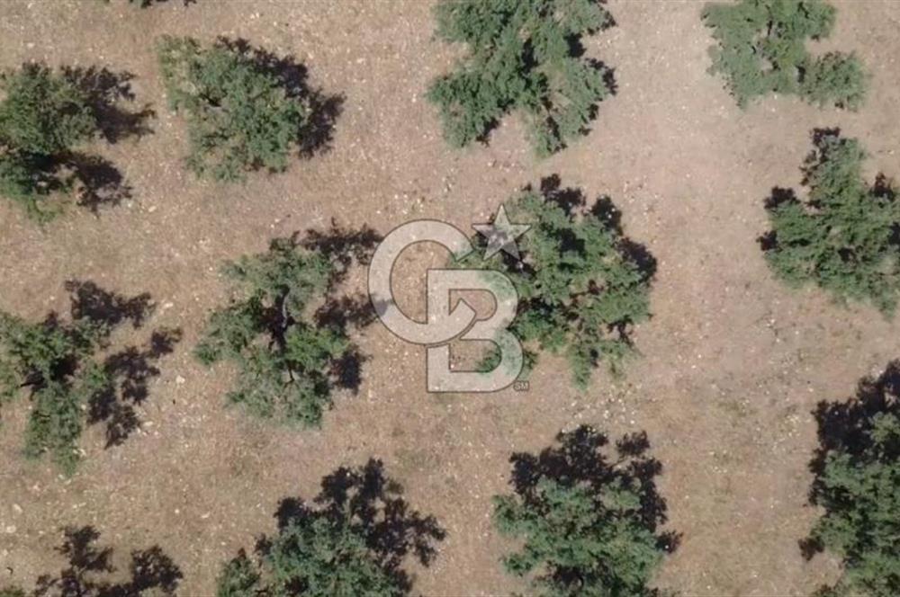 Foça Gerenköy'de Satılık 584 m2 Tarla